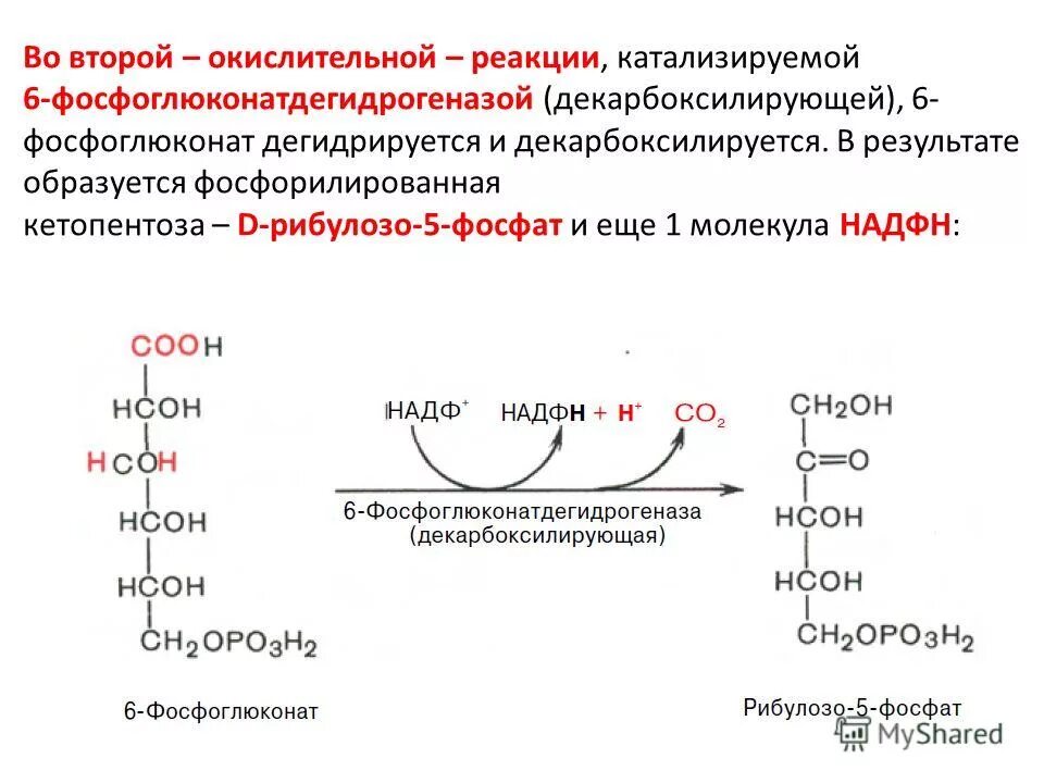 Синтез глюконеогенеза