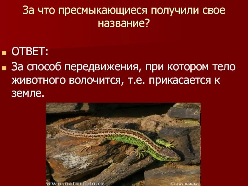 Важность сохранения в природе рептилий на примерах. Пресмыкающиеся рептилии 2 класс. Пресмыкающиеся получили свое название. Пресмыкающиеся презентация. Презентация по теме рептилии.