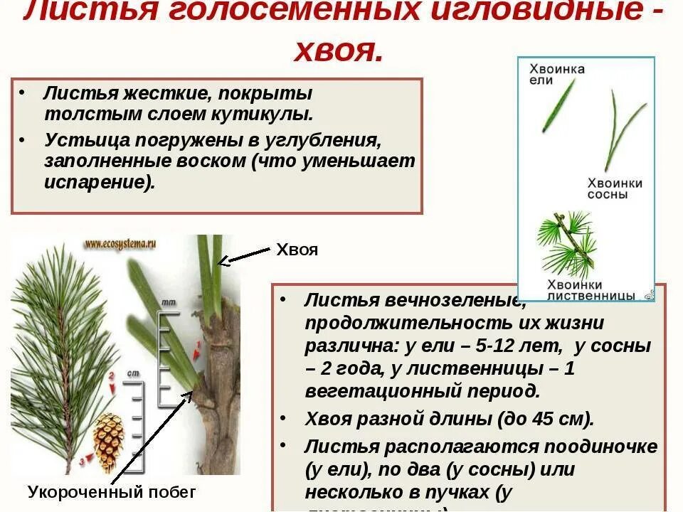 Строение хвоинки сосны. Голосеменные сосна. Строение листьев голосеменных растений. Строение листа голосеменных хвоя. Листья хвойных покрыты кутикулой