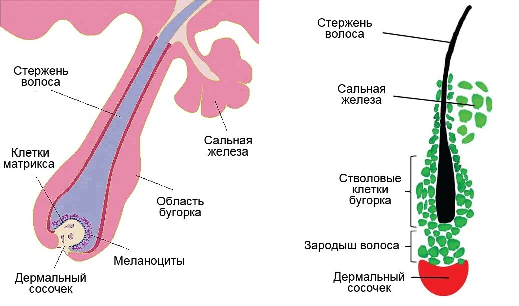 Какое происхождение волос. Строение фолликула волоса Матрикс. Анатомия волоса и волосяных фолликулов. Матрикс волоса строение. Стволовые клетки волосяного фолликула.