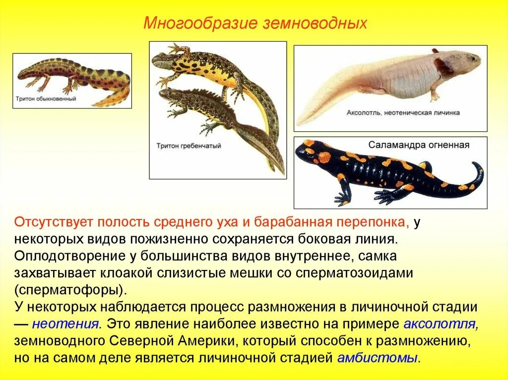 Класс земноводные многообразие. Отряд земноводных хвостатые. Отряд земноводных хвостатые представители. Саламандра отряд хвостатые. Хвостатые тритоны Саламандры.