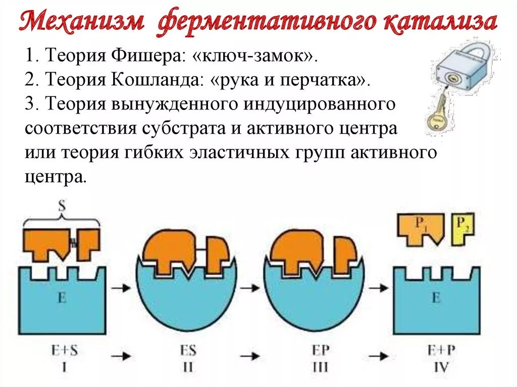 Катализ ферментов. Ферментативный катализ, механизм ферментативного катализа.. Механизм действия ферментов стадии ферментативного катализа. Механизм каталитического действия ферментов биохимия. Теория ферментативного катализа Кошланда.