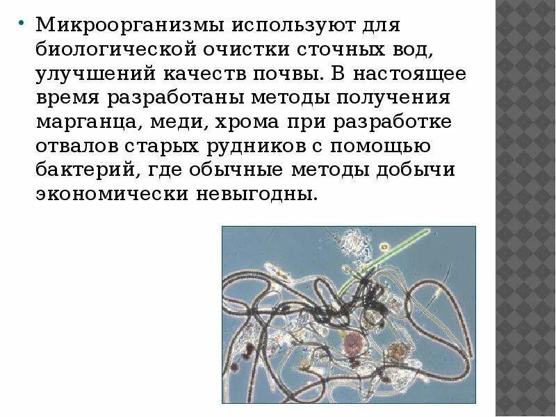 Что позволяет использовать их не. Очистка сточных вод бактериями. какие бактерии используют в очистных сооружениях. какое свойство бактерий позволяет использовать их в очистных. свойства бактерий для очистных сооружений.