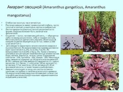 Амарант растение польза