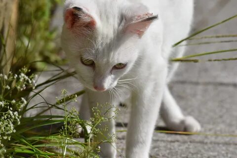 White cute