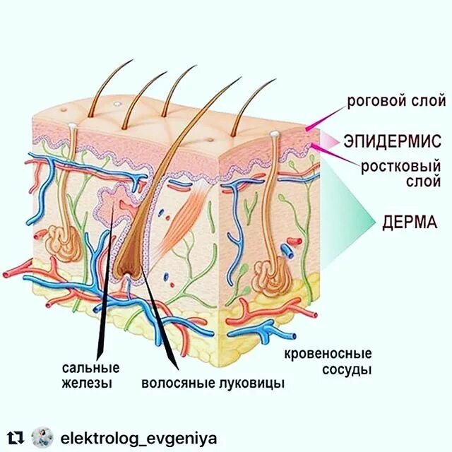 Эпидермис содержит кровеносные сосуды. Строение дермы кожи человека. Строение кожи человека 4 класс. Покровная система человека анатомия. Эпидермис содержит кровеносные сосуды.