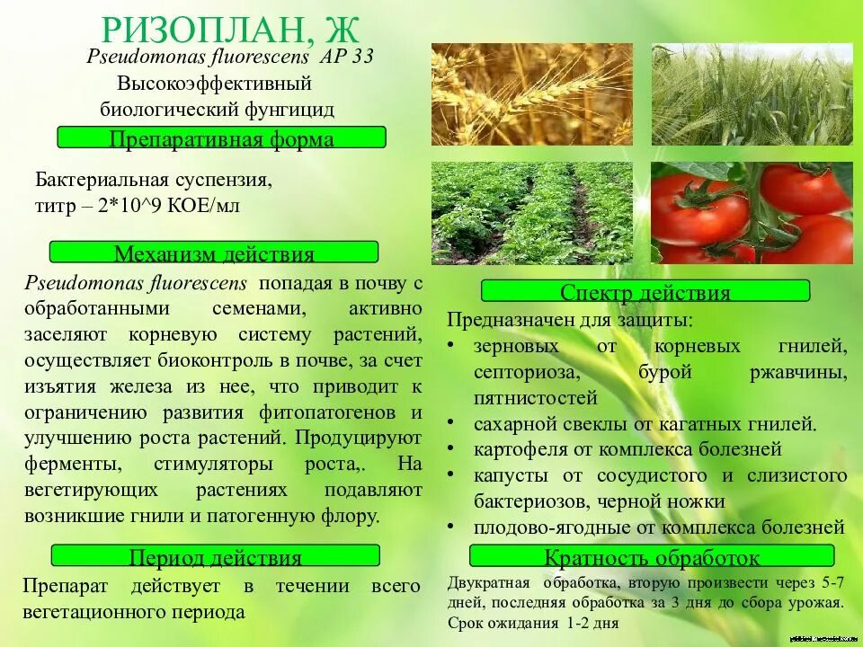 Признаки фитотоксичности серосодержащих фунгицидов