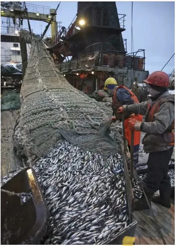 вахта рыболовных судах. вахта рыболовных судах. рыболовецкое судно. траловый флот промысел рыбы в море. киповая планка на судне.