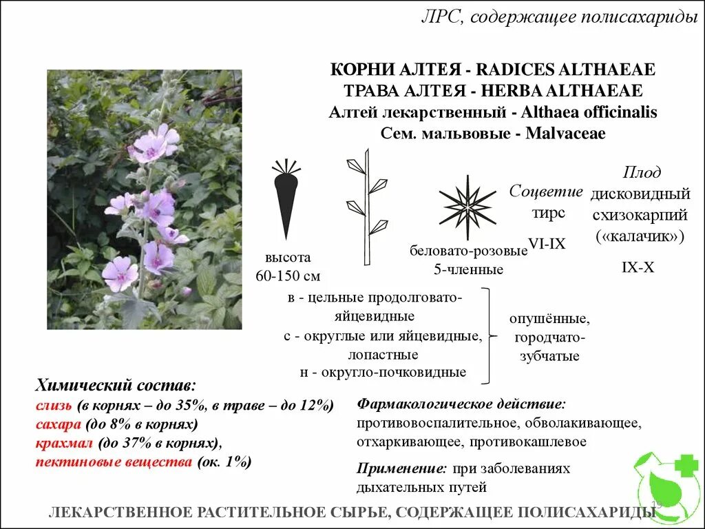 Лекарственное растительное сырье характеристика. ЛРС содержащие полисахариды. Лекарственное растительное сырье, содержащие полисахариды. ЛРС содержащие полисахариды растений. Алтей лекарственное растительное сырье.