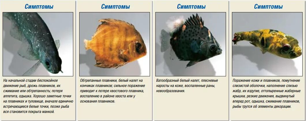 Болезни аквариумных рыбок. Кожные болезни аквариумных рыб. Заболевания рыб аквариумных в картинках.