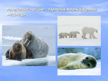 Животный и растительный мир северного ледовитого океана