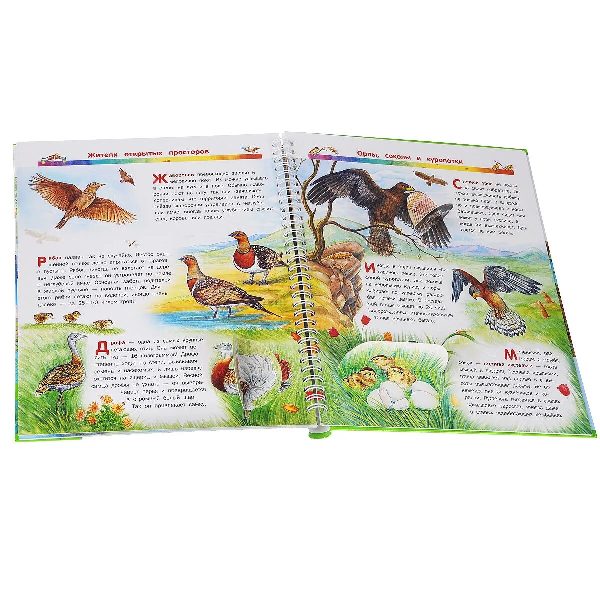 Читать книгу птичка