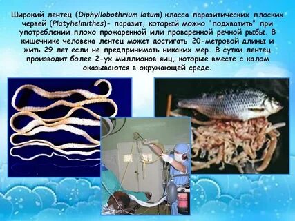 Среда жизни паразитов