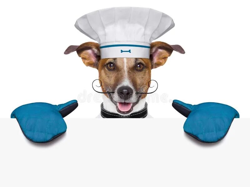 Собака повар. Поварская собака. Джек Рассел повар фото. Собака держит поднос с соком.