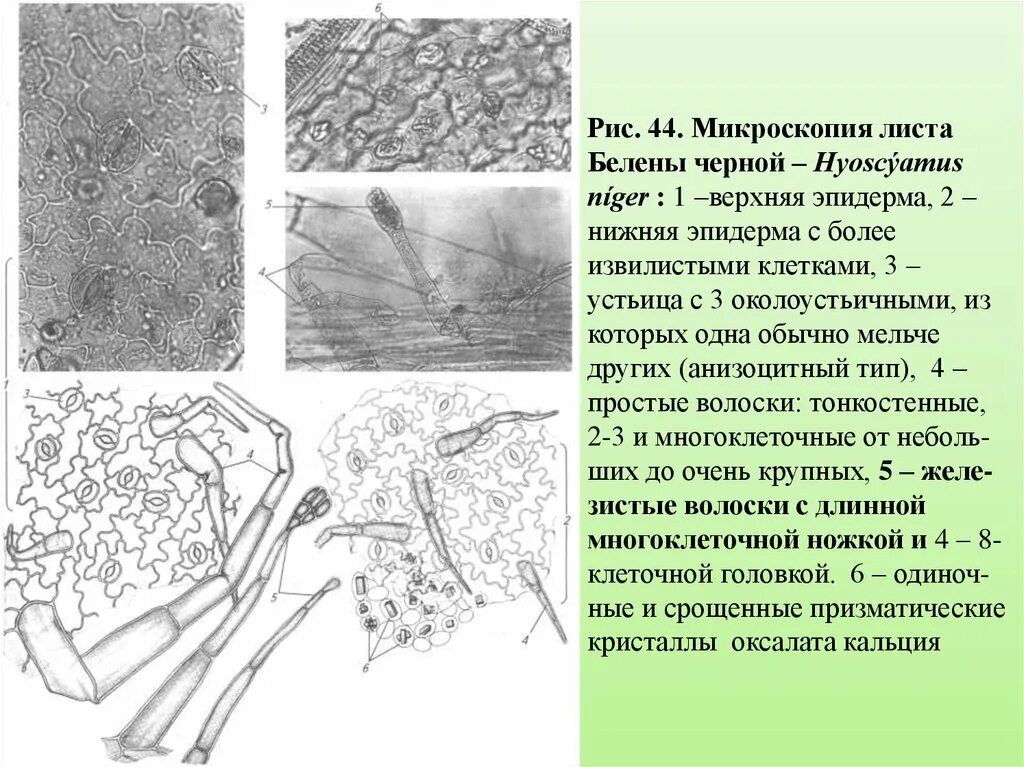 Микроскопический анализ лекарственного растительного