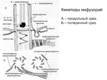 Кинетосома это