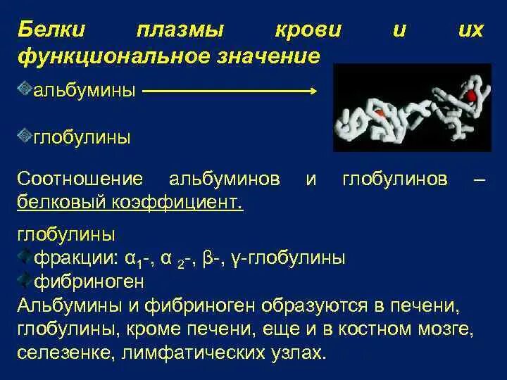 Белки плазмы крови образуется. Белки плазмы крови функциональное значение. Белки плазмы крови, их функциональное значение.. Функции глобулинов плазмы крови. Функции альбуминов и глобулинов плазмы крови.