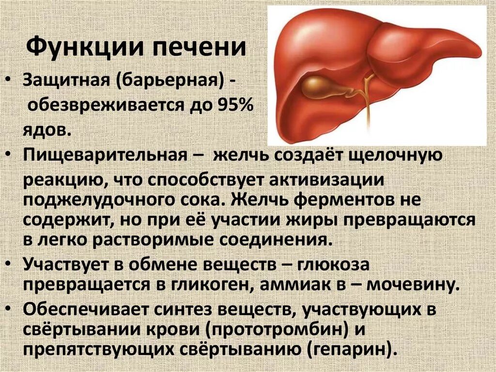 Печень относится к системе органов. Роль печени. Роль печени в организме. Процессы в печени. Печень и ее функции.