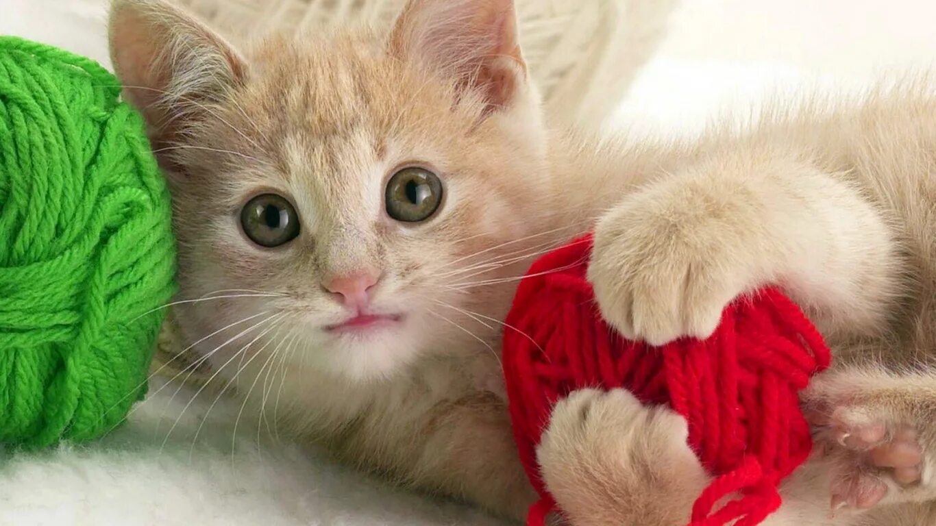 Котенок играет привет. Котёнок и клубок. кошка с клубком. картинки котят. котенок и клубок ниток.