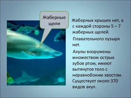 Хрящевые рыбы плавательный пузырь