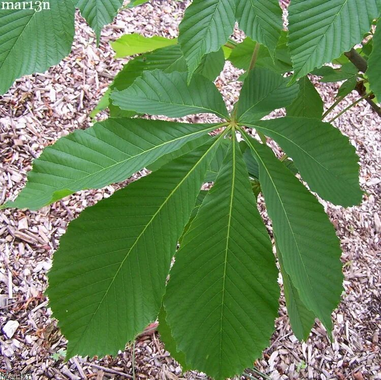 Дерево с огромными листьями. Aesculus turbinata. Конский каштан дерево. Листья дерева конский каштан. Конский каштан кустарник.