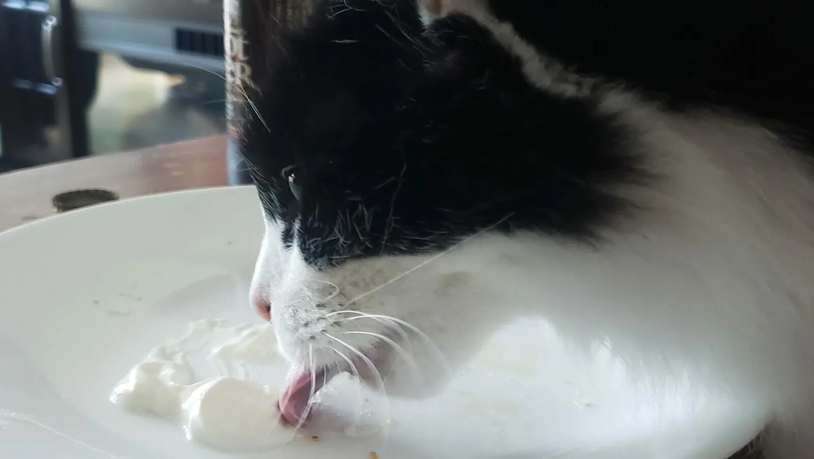 Кошкам можно йогурт