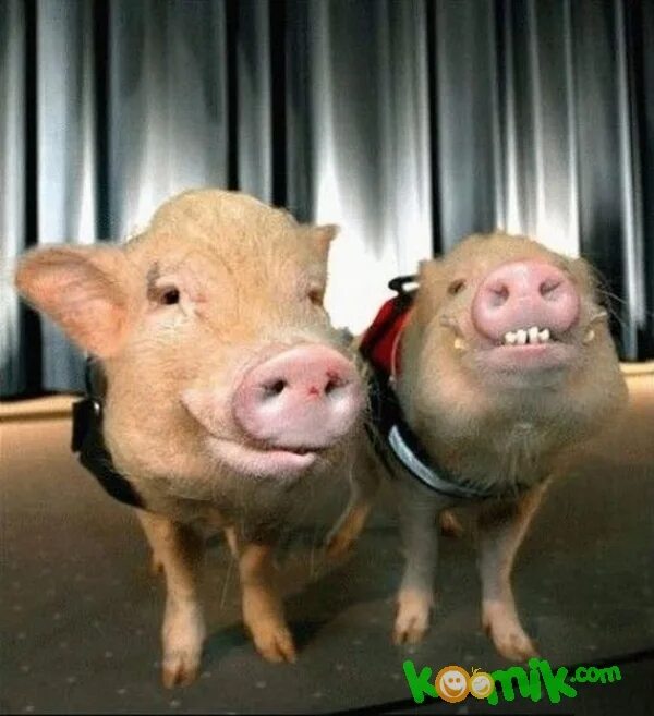 свиноводство. два свина. свиньи. два поросенка. вьетнамский вислобрюхий поросенок.