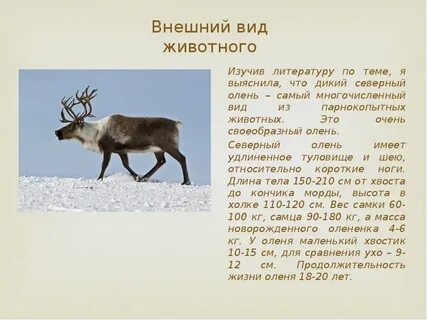 Сообщение о северном олене в тундре