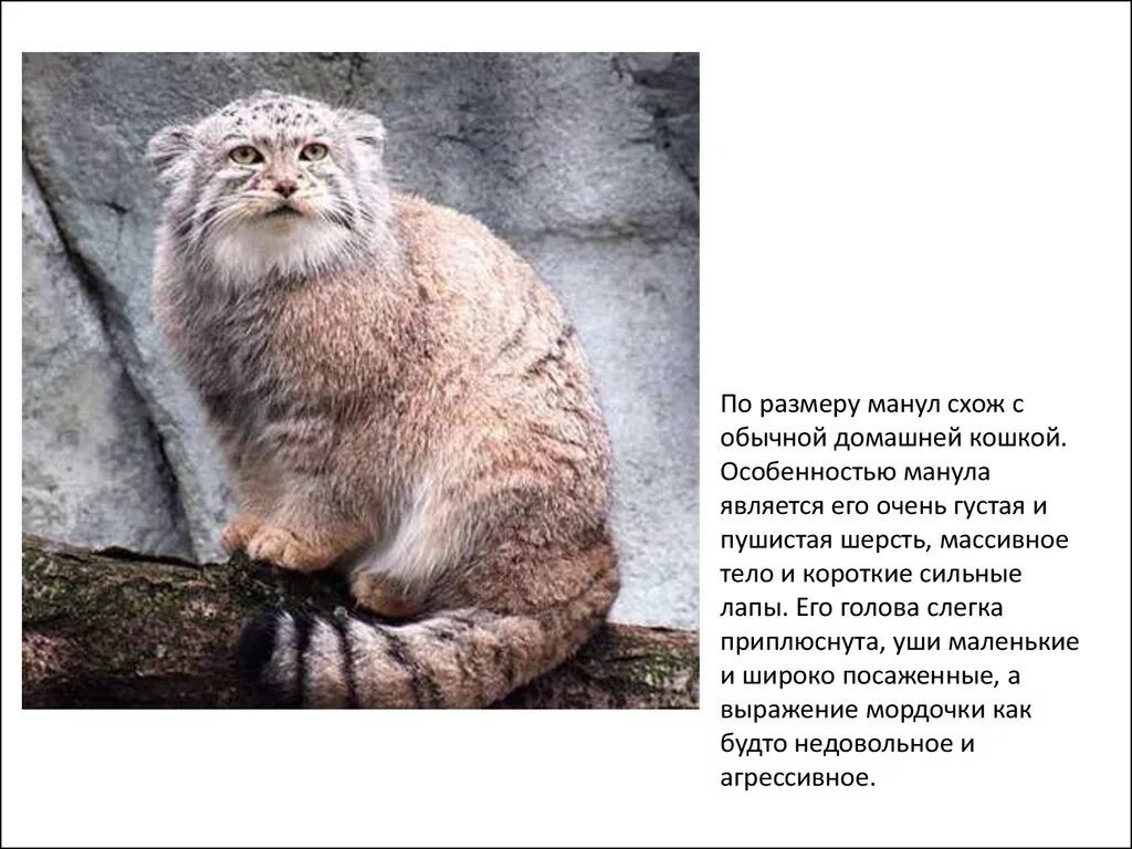 Манул реферат. Кот манул. красная книга забайкальского края кот манул. красная книга животных манул.