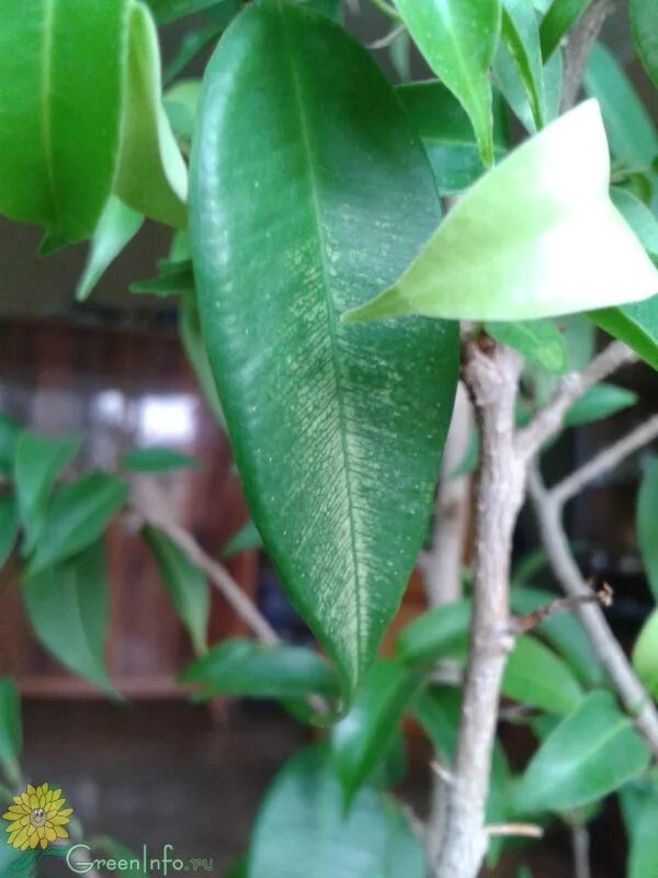 Залил фикус. Бенджамина фикус бенджамина. Залил фикус. Антракноз фикуса каучуконосного. Фикус бенджамина вянет.