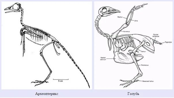 Археоптерикс строение скелета. Передние конечности археоптерикса. Задние конечности археоптерикса. Скелет археоптерикса и птицы.