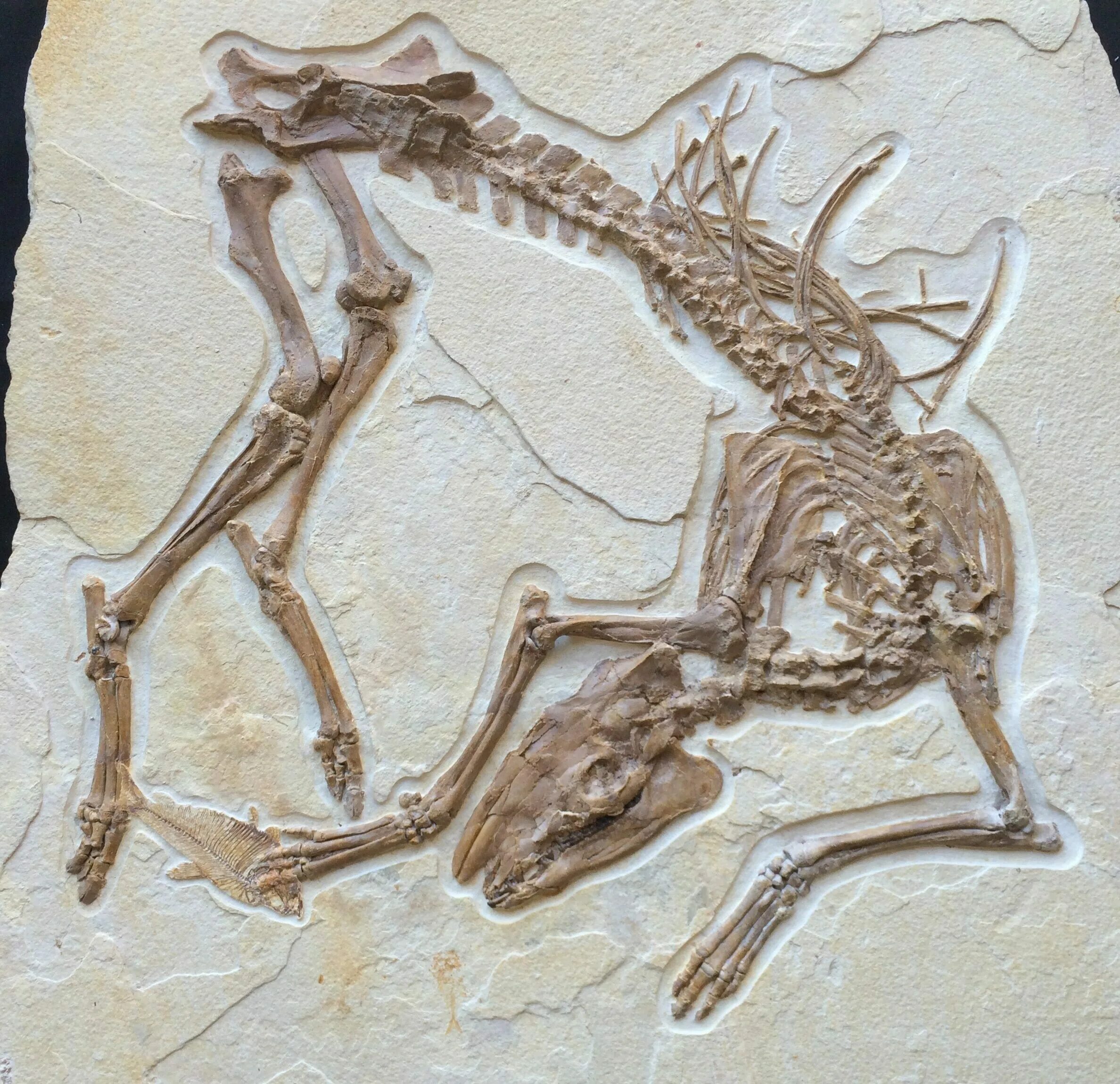 Окаменелости динозавров. Скелет динозавра окаменелость. Ископаемые останки динозавров. Скелеты древних животных.