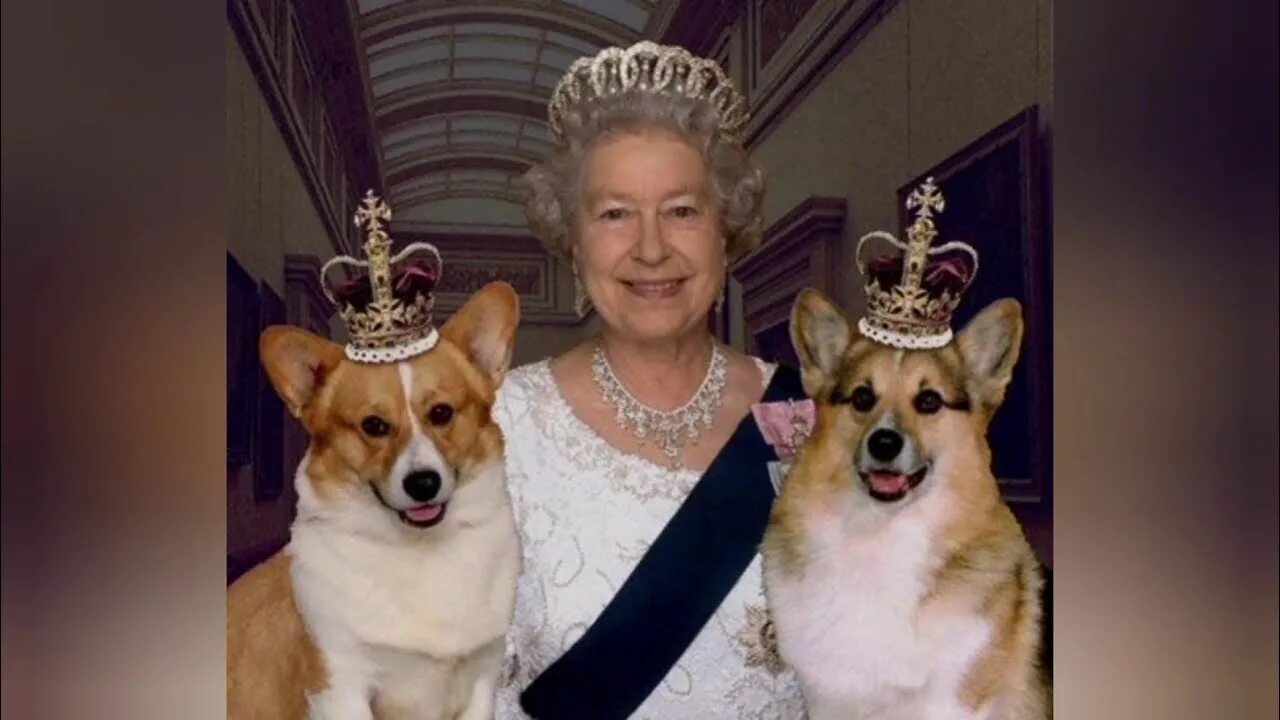 Корги пемброк елизавета 2. Корги елизаветы 2 королевы англии. Королевский корги 2. Сколько корги у королевы. Сколько корги у королевы.