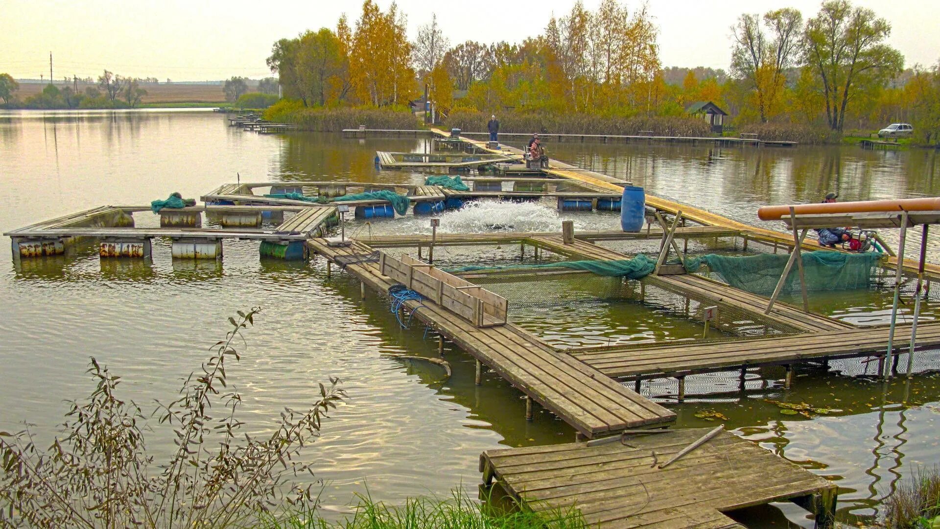 Барыбино рыбалка. Платный водоем для рыбалки. Рыбалка на пруду. Платное озеро. Рыболовочные хозяйство пруды.