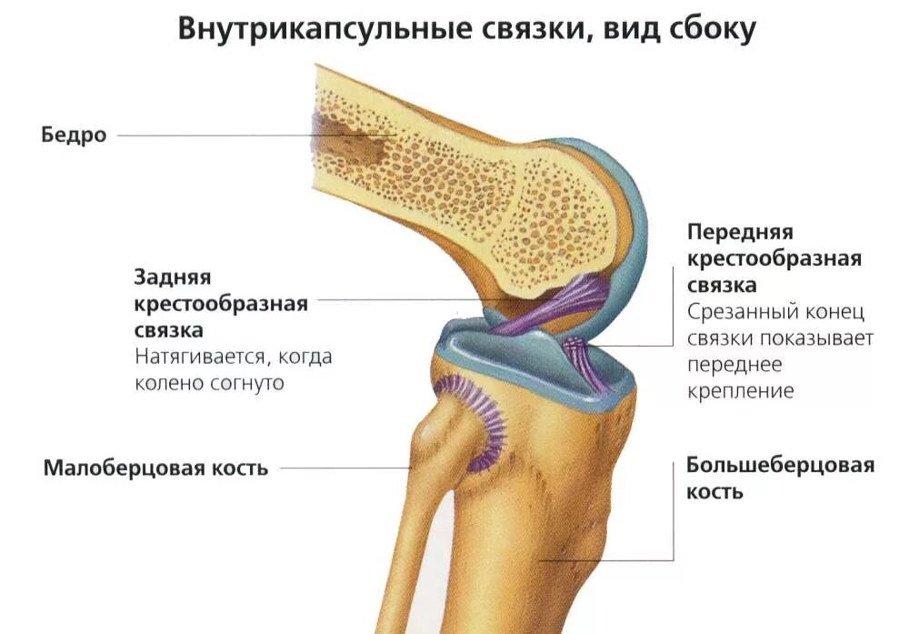 Крестовидная коленная связка. Колено строение сустава связок коленного. Задняя крестообразная связка коленного сустава анатомия. Внутрисуставные связки коленного сустава. Коленный сустав анатомия строение ПКС.