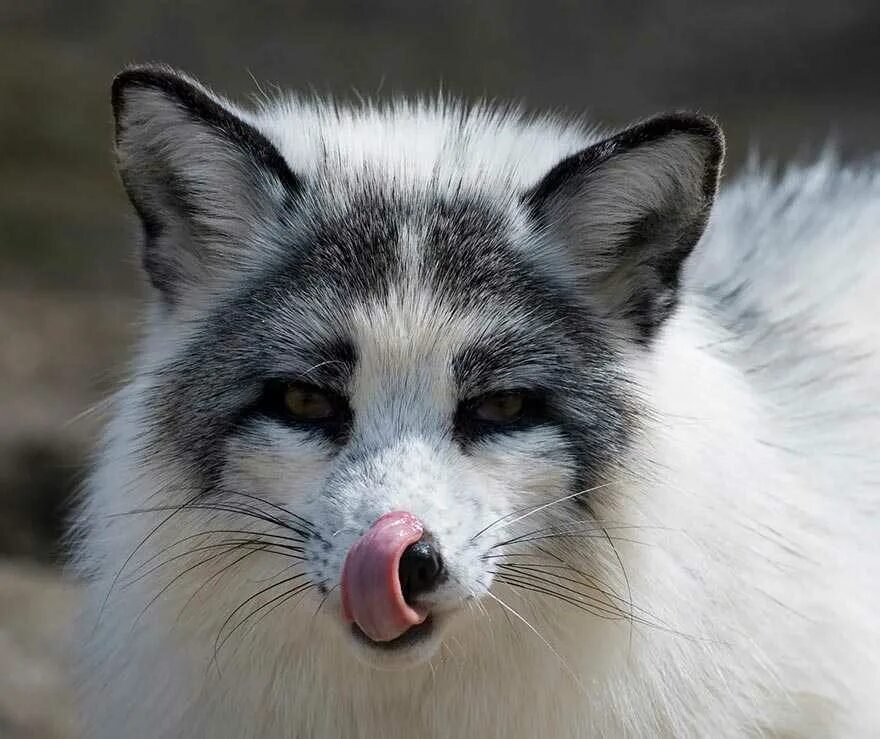 Разновидности лисов. Мраморная лиса (Marble Fox). Мраморная крестовка лиса. Канадская лиса. Лиса Жемчужная крестовка.