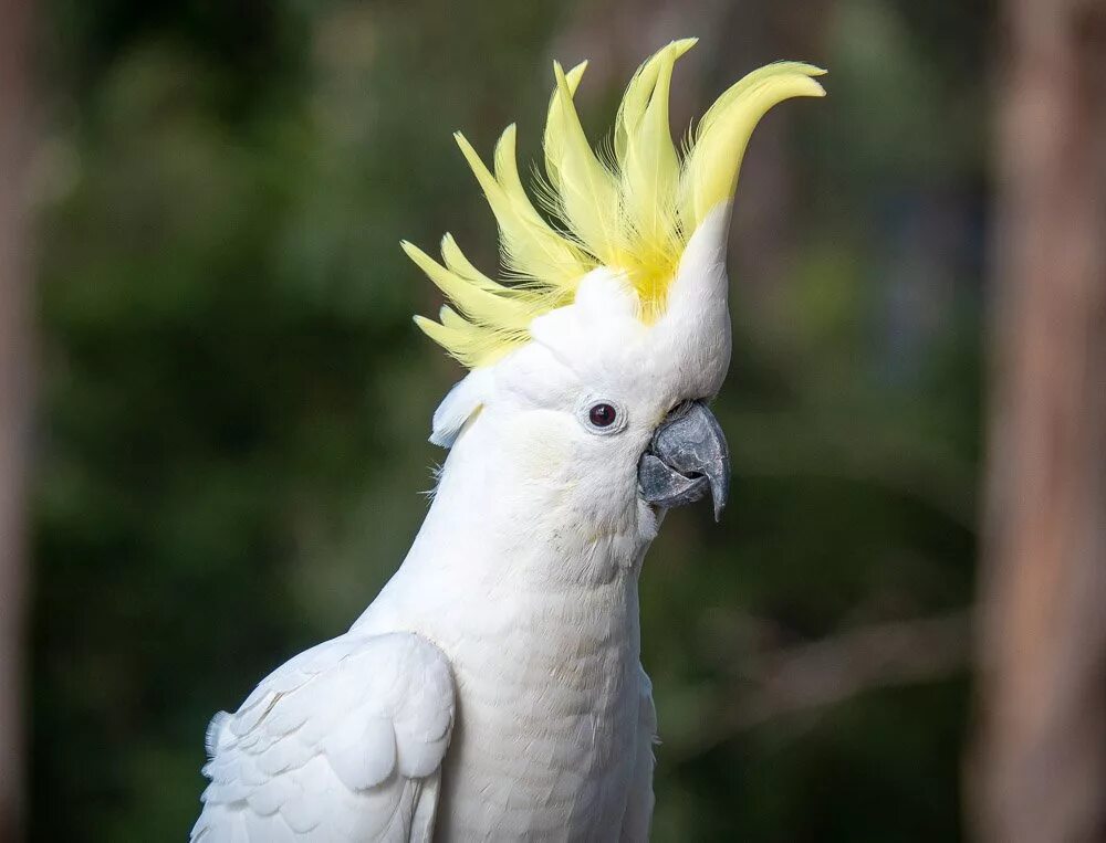 Желтощекий какаду. Какаду это. Австралийский попугай какаду. Попугай какаду. Молуккский какаду самка.