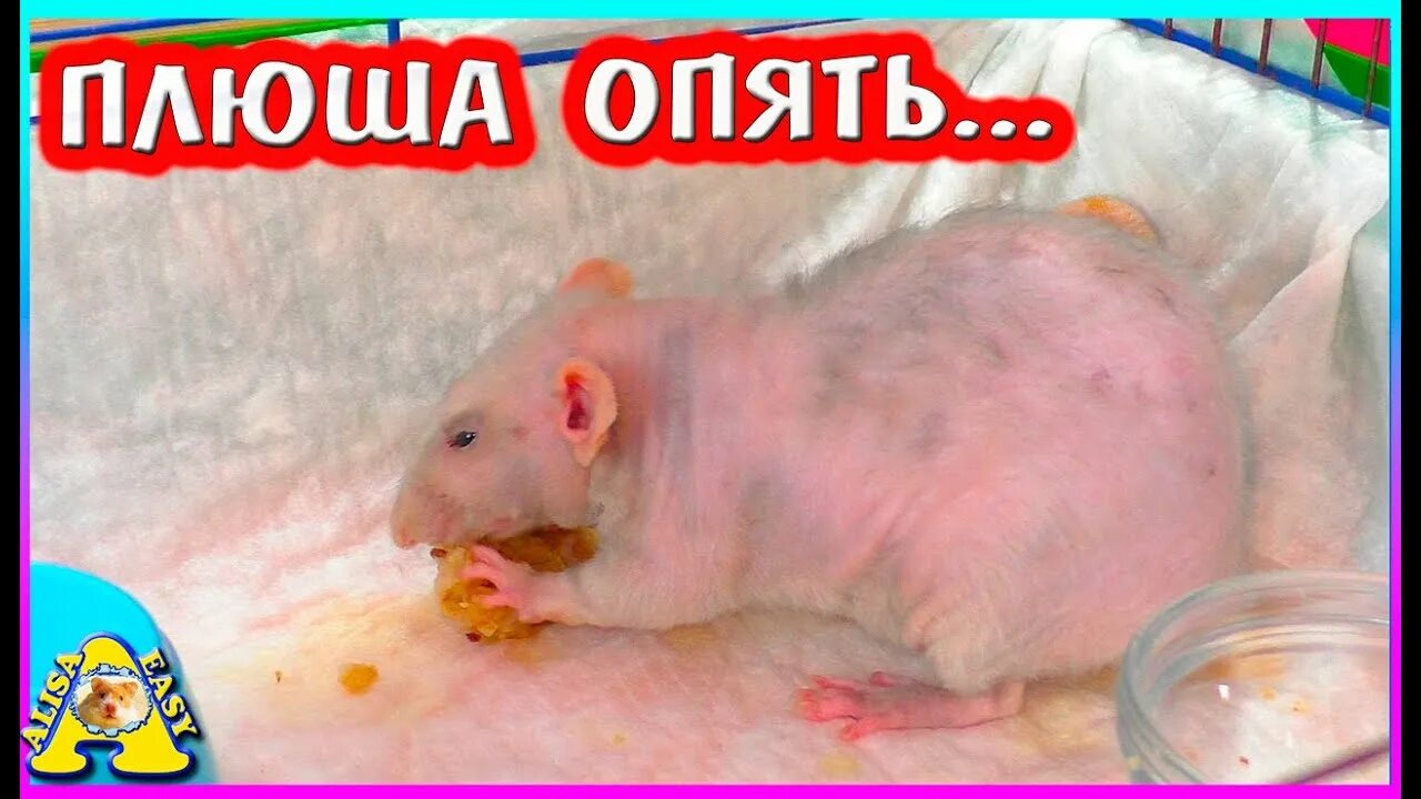 Крыска алиса. Алиска крыска. Алиса ты крыса. Крыска алиса. Алиса ты крыса.