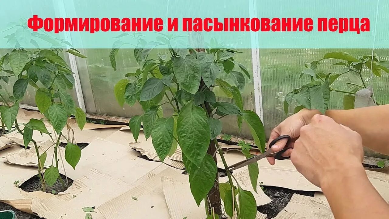 Как правильно снимать перцы Формирование перца смотреть видео онлайн от "ОгородГид" в хорошем качестве, оп