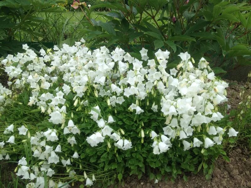 Названия белых многолетних цветов. Колокольчик Карпатский ложечницелистный белый. Campanula ложечницелистный Bavaria White.