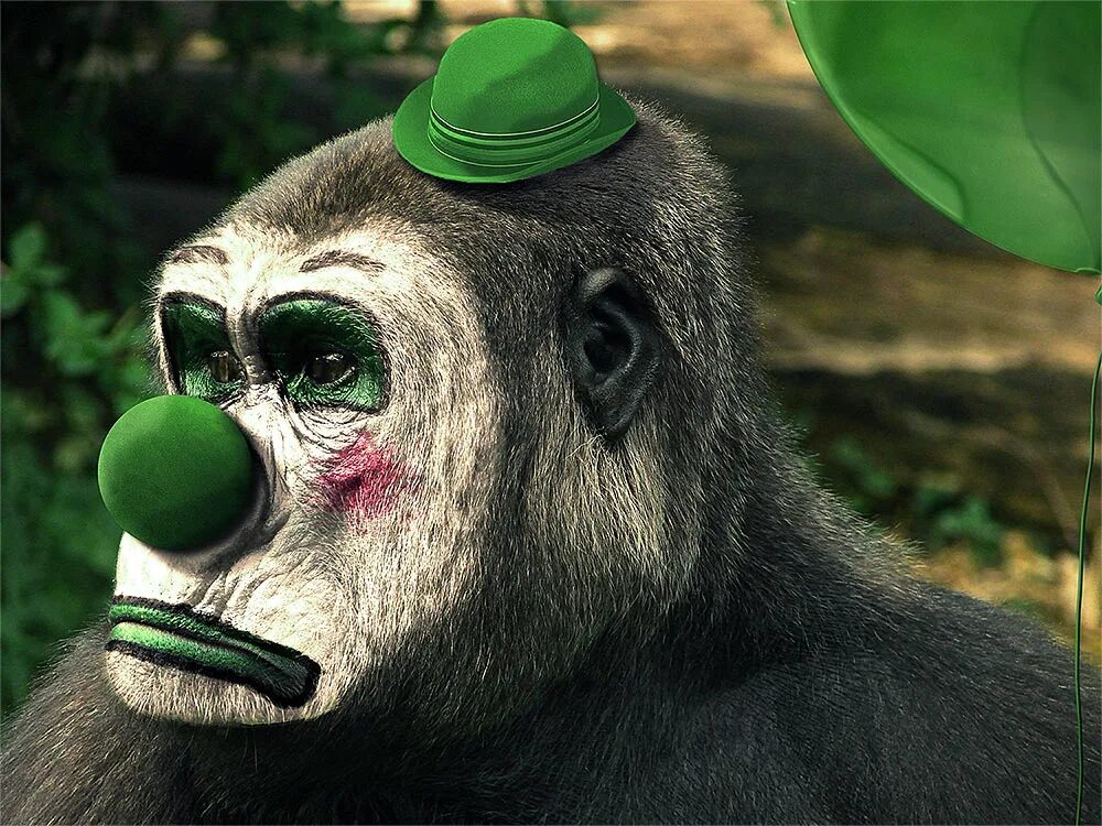 Животное клоун. Обезьяна клоун. Смешная обезьяна клоун. Шимпанзе клоун. Смешная обезьянка клоун.