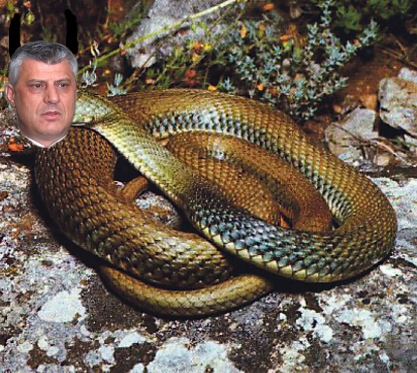 Змея содержание