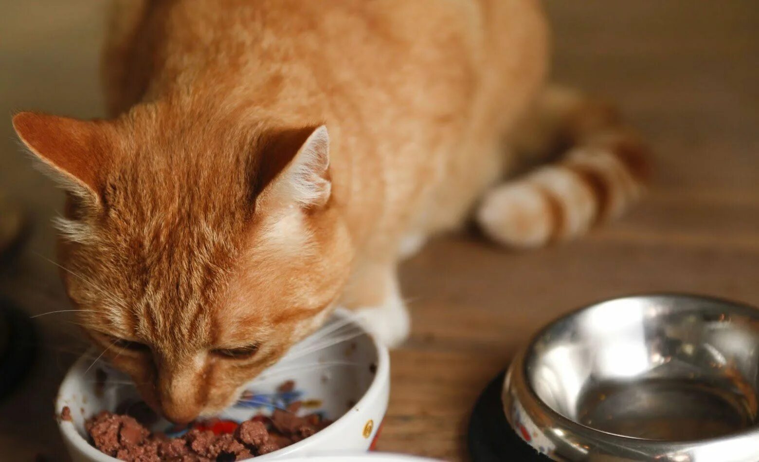 Feed your cat