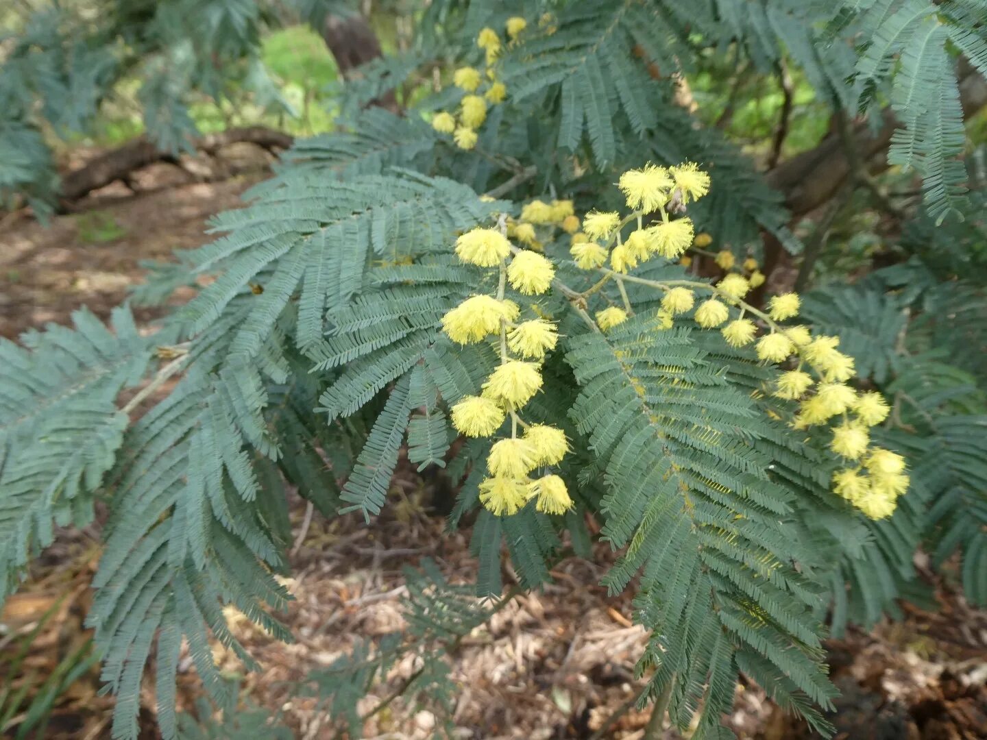 Почему акацию называют мимозой. Мимоза Acacia dealbata. Акация серебристая (Acacia dealbata). Акация серебристая Мимоза. Акация подалириелистная (Acacia podalyriifolia).