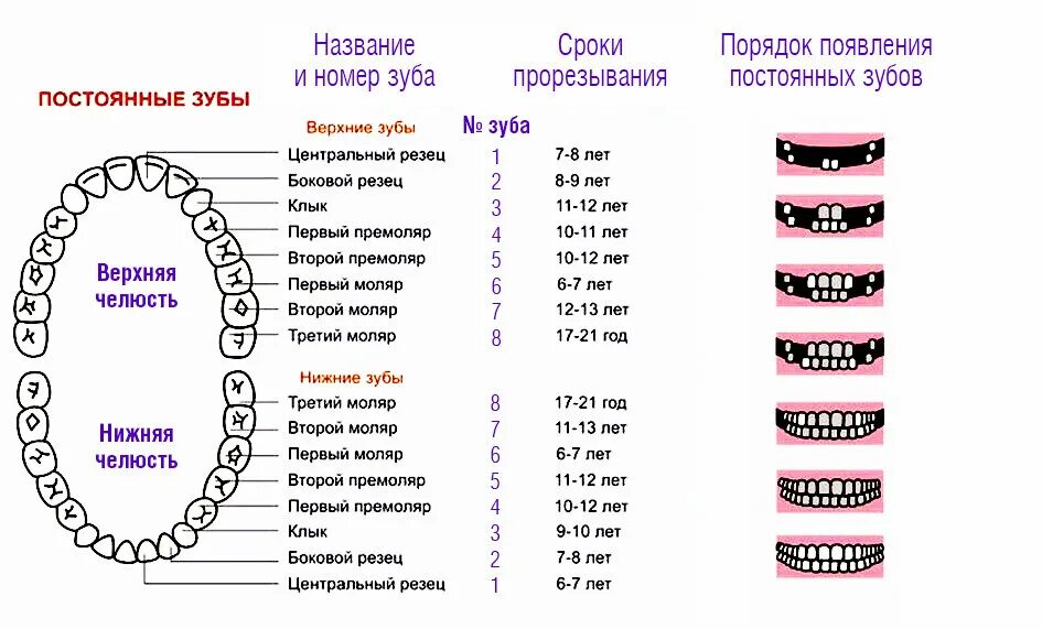 Температура на зубы как отличить. Сроки прорезывания зубов молочных зубов у детей. Прорезывание зубов у детей сроки таблица. Периоды прорезывания молочных зубов у детей таблица. Сроки прорезывания постоянных зубов.