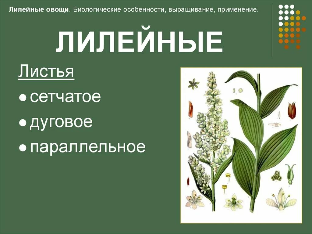 Тип листа семейства лилейные. Семейство лилейные листья. семейство лилейные жилкование. жилкование листьев у растений семейства лилейные. строение листа лилейных.