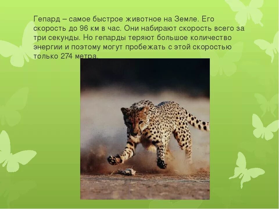 Самое быстрое животное и его скорость. Самое быстрое животное в мире. сообщение на тему самое быстрое животное. самое быстрое животное на земле и его скорость. самое быстрое животное на планете и его скорость.