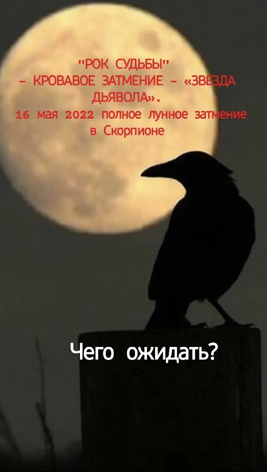 Night crows вороны. Ворон. Ворон и Луна. Ворон ночью. Ворона в полнолуние.