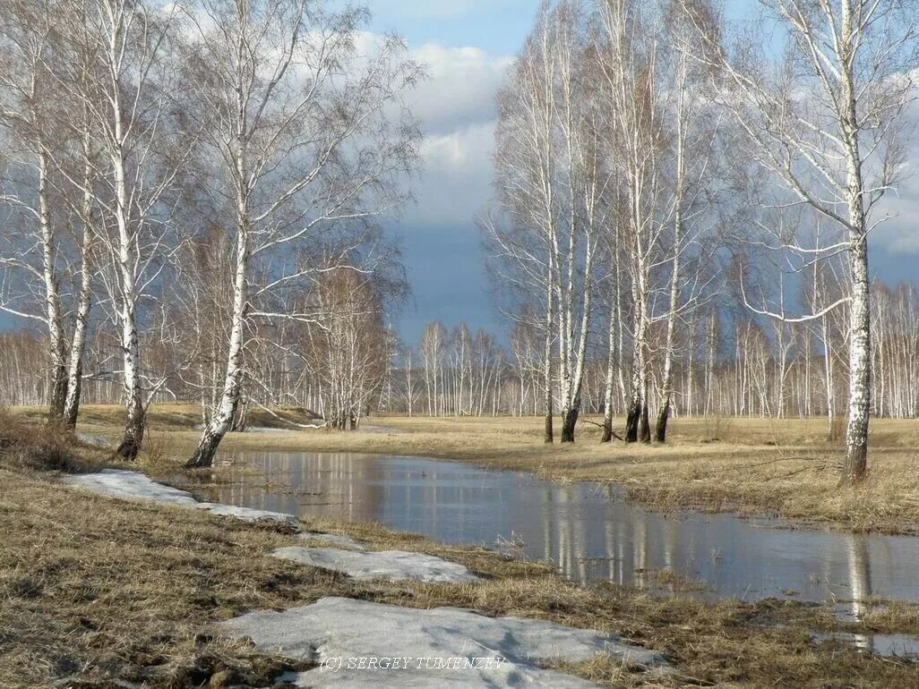 Береза весной. Место молодой весны. Береза весной. Вологда природа береза. Весенний пейзаж.
