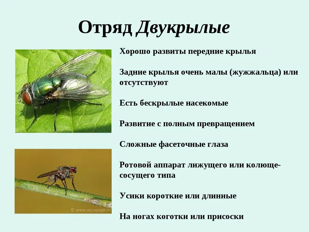 К бескрылым насекомым относятся. Характерные признаки отряда Двукрылые. Двукрылые насекомые характеристика. Отряд Двукрылые строение крыльев. Строение двукрылых насекомых кратко.
